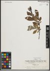 Foto von Salix phylicifolia L.